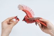 MAKEBUG 3D papīra puzle American Cardinal, MB-D-0055