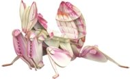 MAKEBUG 3D papīra puzle Orchid Mantis, MB-B-0003