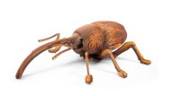 MAKEBUG 3D papīra puzle Weevil, MB-B-0004