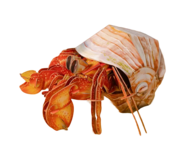 MAKEBUG 3D papīra puzle Hermit Crab, MB-B-0008