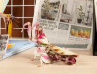 MAKEBUG 3D papīra puzle Orchid Mantis, MB-B-0003