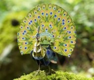 MAKEBUG 3D papīra puzle green peafowl, MB-D-0016