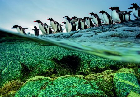 "CLEMENTONI puzle ""Gentoo Penguins"", 1000gab., 39730" 39730