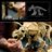 77985 LEGO® Jurassic World Dinozauru fosilijas: triceratops 