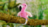 HAPPY YAPPERS interaktīvs plīša putns Flamingo, 9592 