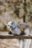 MAKEBUG 3D papīra puzle Snowy Owl, MB-B-0009 
