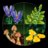 11505 LEGO® Botanicals Meža sēnes 