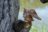 MAKEBUG 3D papīra puzle Great Horned Owl, MB-D-0059 